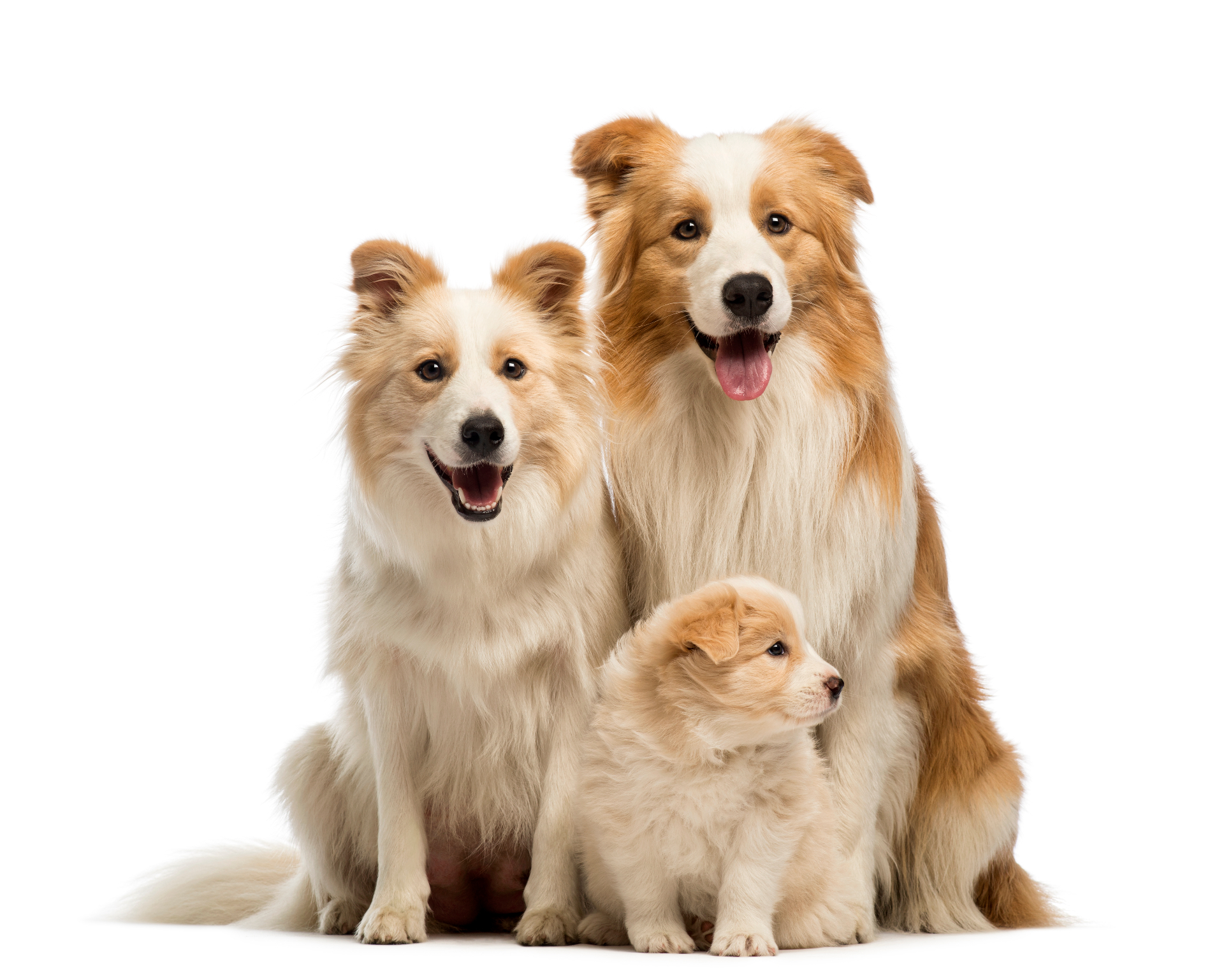 Three dogs